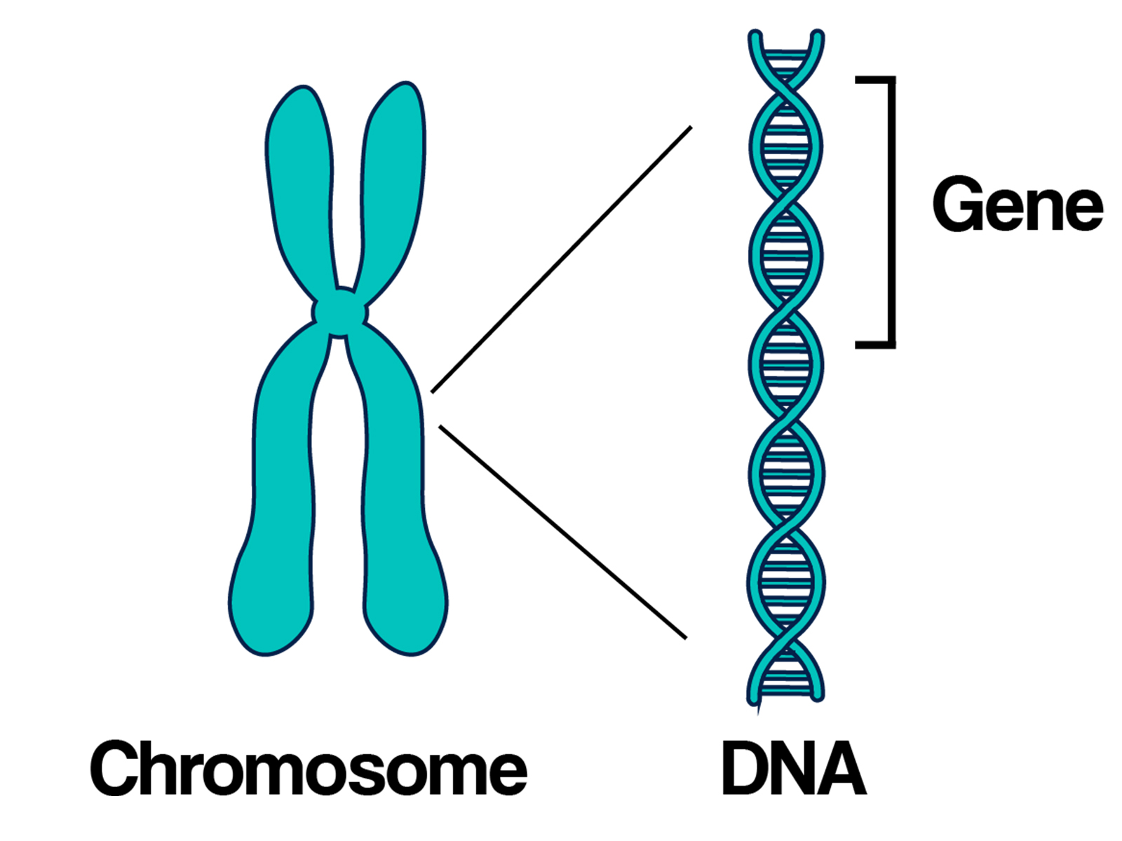 DNAandChromosome